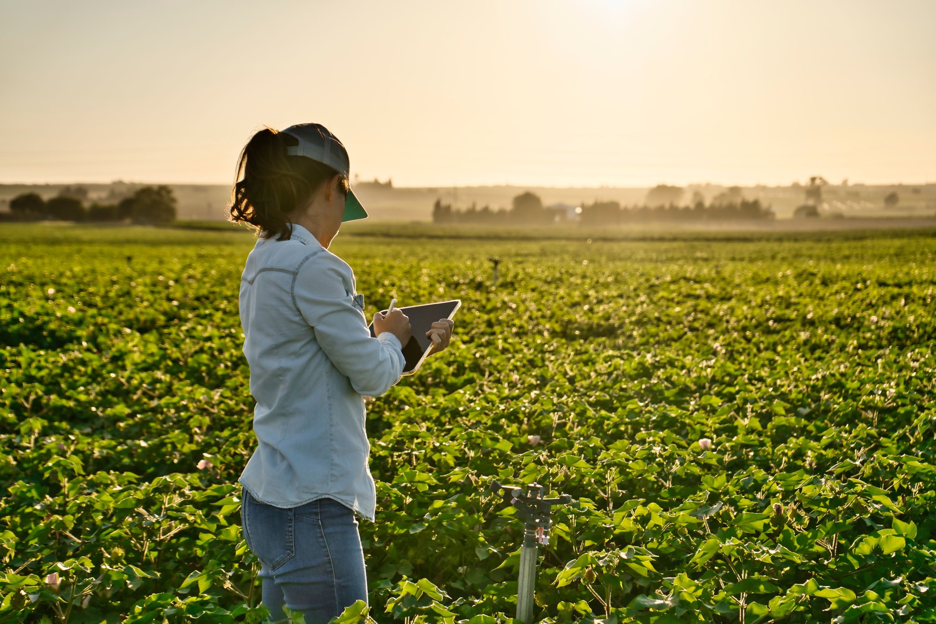 Smart farmer woman agronomist checks the field with tablet. Inteligent agriculture and digital agriculture.
Female, young woman