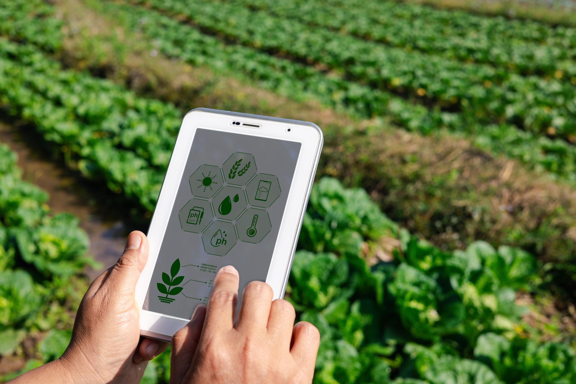 Agriculture technology farmer person hands using digital taplet analysis data with visual icon. Smart farming agriculture concept. Hands holding tablet on blurred organic farm background.